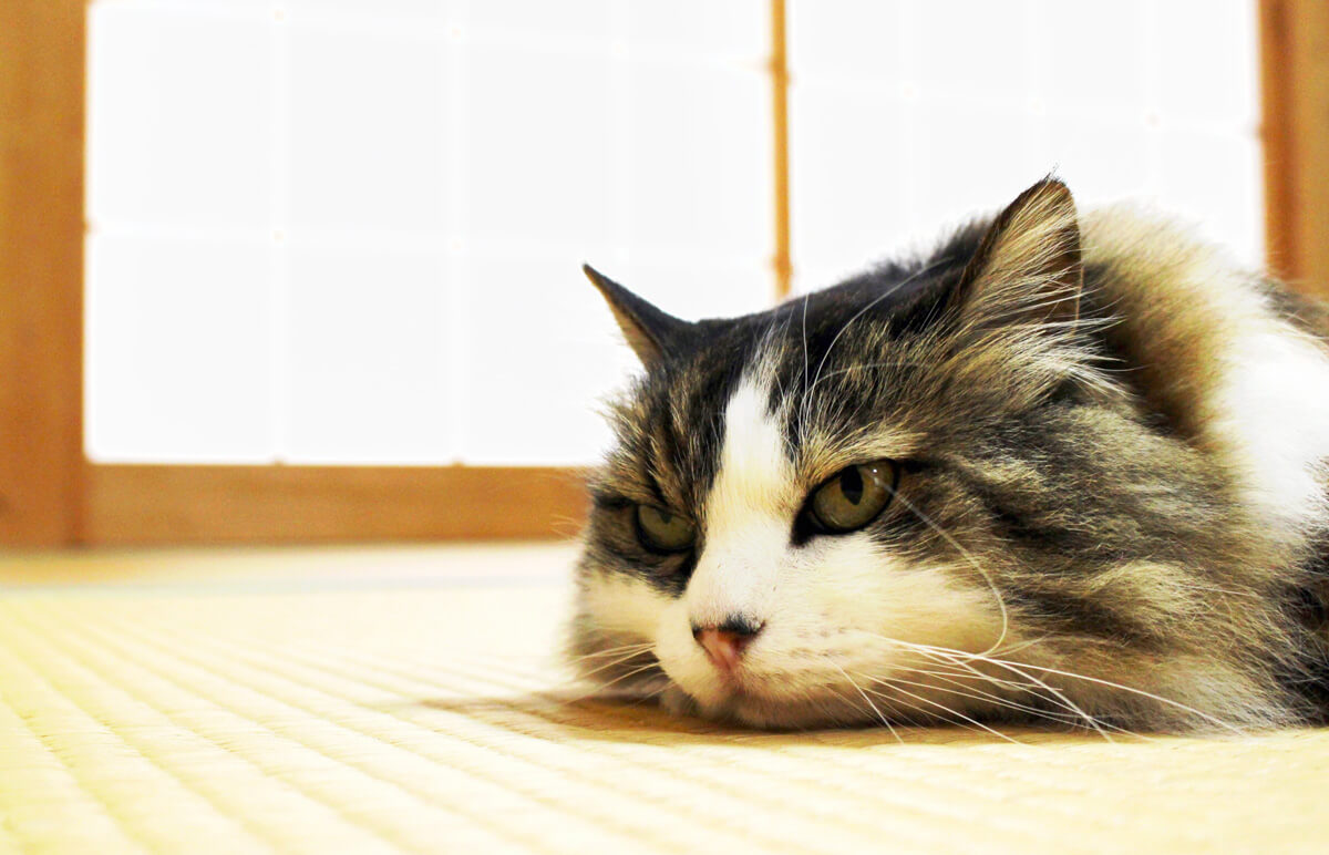 吾輩は猫である